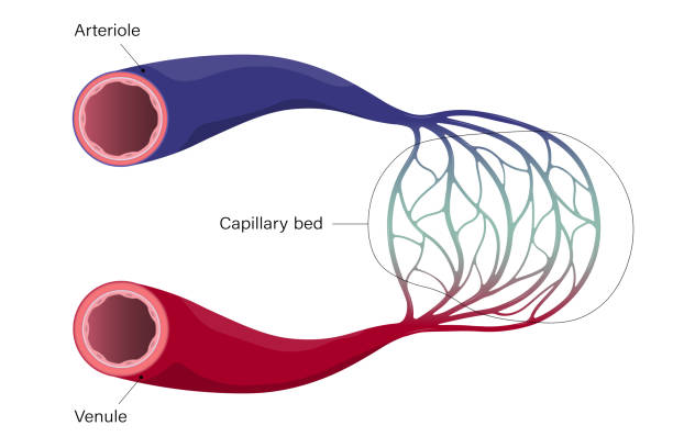 Blood vessels. Arteriole, venule and capillary. Blood vessels. Arteriole, venule and capillary. blood vessel stock illustrations