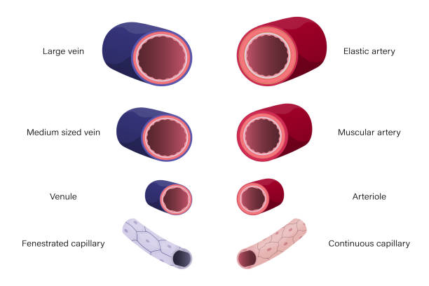 Type of blood vessels. Arteries and Veins. Medical education. Type of blood vessels. Arteries and Veins. Medical education. endothelial stock illustrations