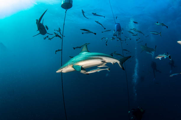 istock Black Tip Shark at Aliwal Shoal, South Africa 1385633480