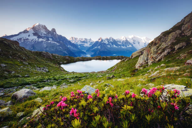 vue sur le glacier du mont blanc avec lac blanc (lac blanc). - alpine flower photos et images de collection