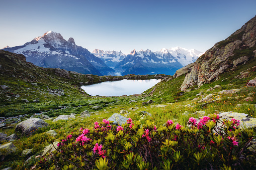 Sassolungo, Langkofel mountain group in Dolomites, Italy. Flowers in the foreground.
