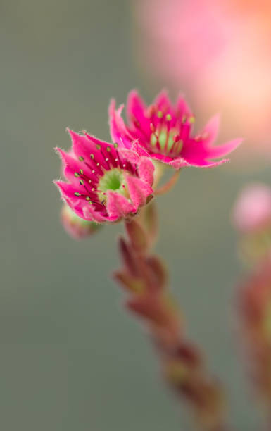 Selective focus shot of pink flowers of Sempervivum tectorum