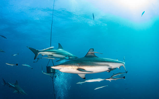 istock Black Tip Shark at Aliwal Shoal, South Africa 1385633729