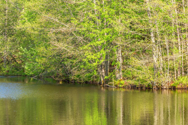 istock Riverbank with deciduous trees in summer 1385633820