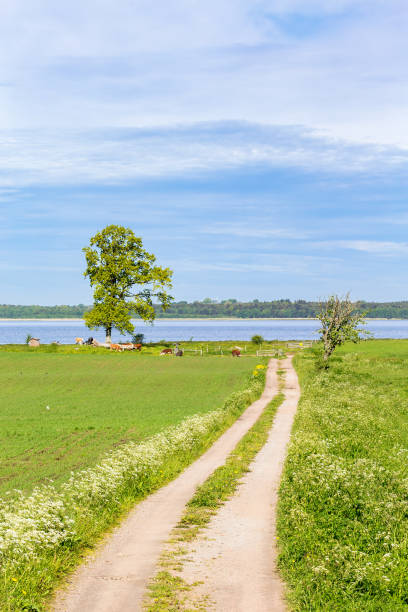 istock Summer Idyll with a road to the lake 1385633832