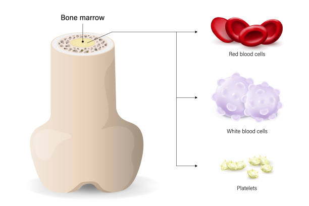 Bone marrow, the source of red blood cells, white blood cells, and platelets. Bone marrow, the source of red blood cells, white blood cells, and platelets. stem research stock illustrations