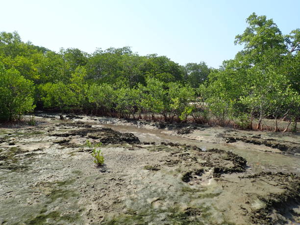 istock Hot spring in Atauro Island 1385634440