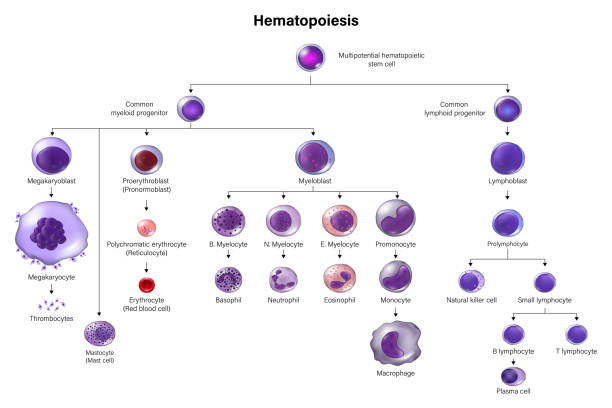 illustrations, cliparts, dessins animés et icônes de hématopoïèse. toutes les cellules sanguines et le plasma se développent à partir de cellules souches hématopoïétiques. érythrocytes, leucocytes et thrombocytes. chat éducatif. - blood cell illustrations