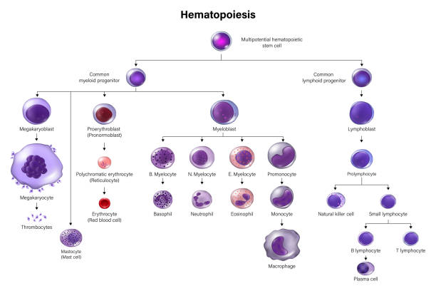 造血。すべての血液細胞と血漿は造血幹細胞から発達する。赤血球、白血球および血栓細胞。教育チャット。 - blood cell red blood cell blood stem cell点のイラスト素材／クリップアート素材／マンガ素材／アイコン素材