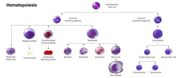 Education chart of Hematopoiesis. Erythrocytes, leukocytes and thrombocytes. Education chart of Hematopoiesis. Erythrocytes, leukocytes and thrombocytes. stem cell illustrations stock illustrations