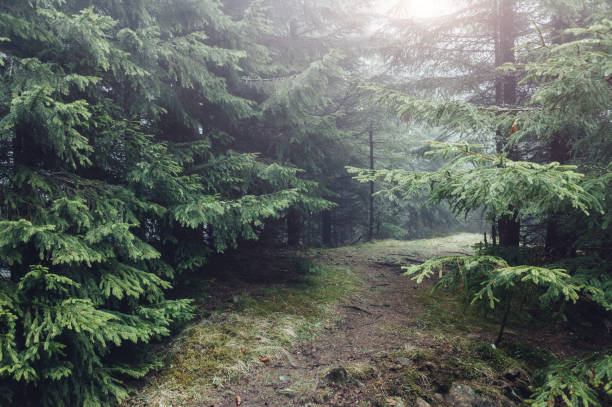 istock Misty forest on mountain slopes in sunlight. 1385634702