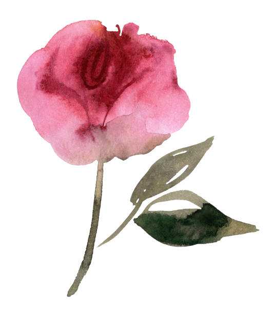 istock Peonies. Cut Out of a Flower Design 1385635677