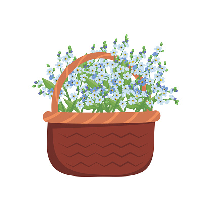 Little blue flowers forget me not with stems and leaves in basket. Bouquet of flowering field plants. Romantic decoration for wedding and design. Vector flat illustration