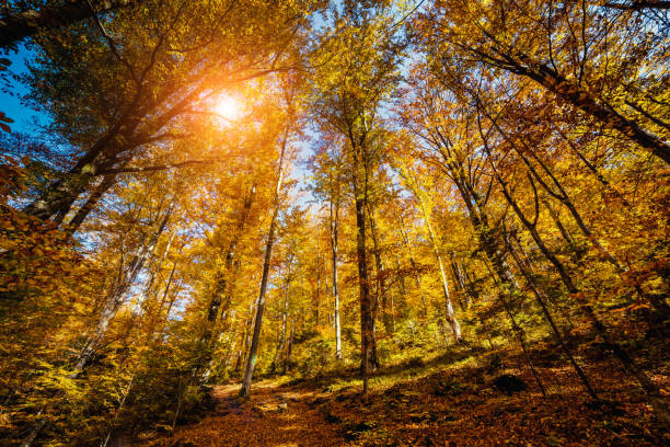 Majestic particolored forest with sunny beams. Dramatic and picturesque morning scene. Red and yellow leaves. Warm toning effect. Carpathians. Ukraine, Europe. Beauty world.