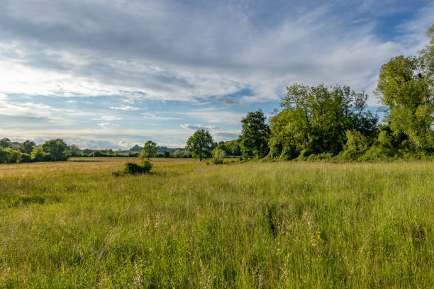 istock beautiful countryside environment at spring, with vibrant colors, grown trees and grass fields and partially cloudy sky 1385636297