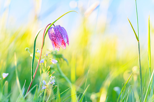 Spring in Texas is a special time of year with the wildflowers bursting into blooms filling everywhere with bright cheerful colors and sweet frangrant.