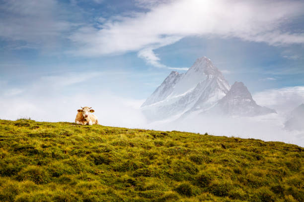 Cows relax on alpine hills in sun beams. Picturesque and gorgeous day scene. Location place Berner Oberland, Grindelwald, Switzerland. Artistic picture. Discover the world of beauty.