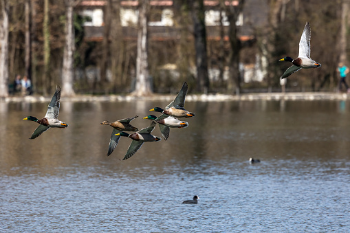 The mallard, Anas platyrhynchos is a dabbling duck. Here flying in the air over a lake in Munich, Germany.