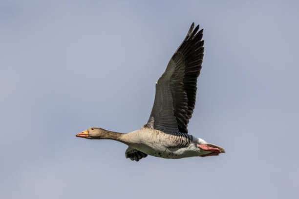 istock The flying greylag goose, Anser anser is a species of large goose 1385647862
