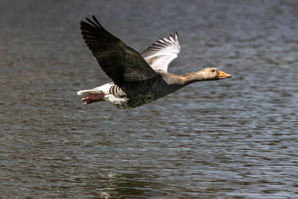 istock The flying greylag goose, Anser anser is a species of large goose 1385647877
