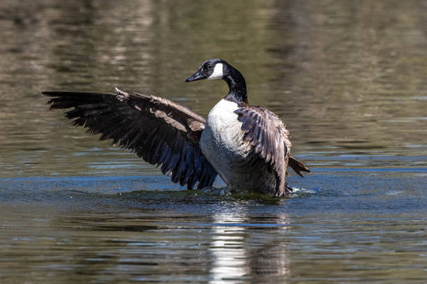 istock The Canada Goose, Branta canadensis at a Lake near Munich in Germany 1385647926