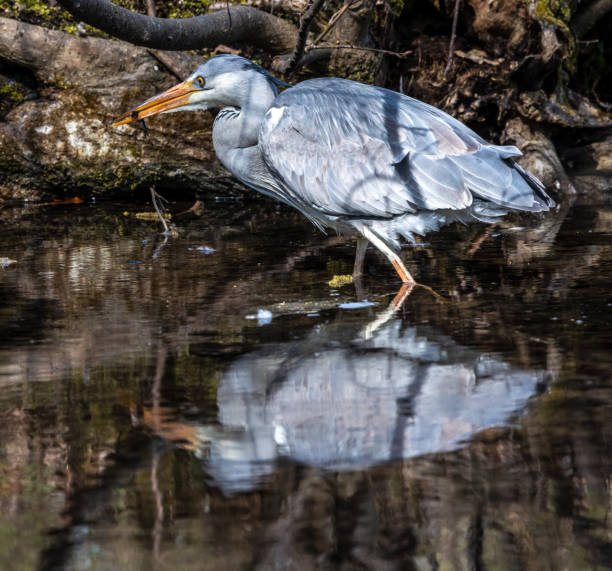 While fishing in the moving water this grey heron, Ardea cinerea successfully caught a fish. This is a long-legged predatory wading bird of the heron family, Ardeidae