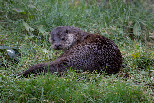 An image of an Otter from a low angle on grass while resting