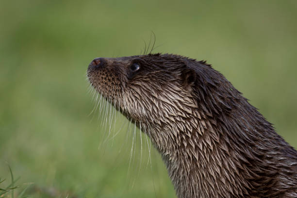 istock Portrait of an Otter 1385649668