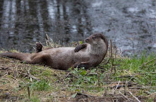 Eurasian otter (Lutra lutra lutra), also known as the common otter. Wildlife animal.