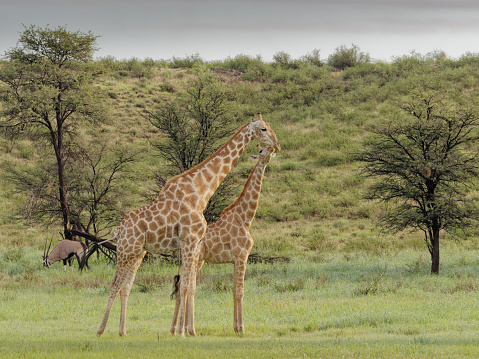 Giraffe in mating behaviour in Kgalagadi Transfrontier Park