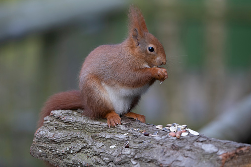 A Red Squirrel sitting on a tree stump in woodland