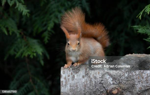 Red Squirrel Stock Photo - Download Image Now - 2022, Animal, Animal Behavior