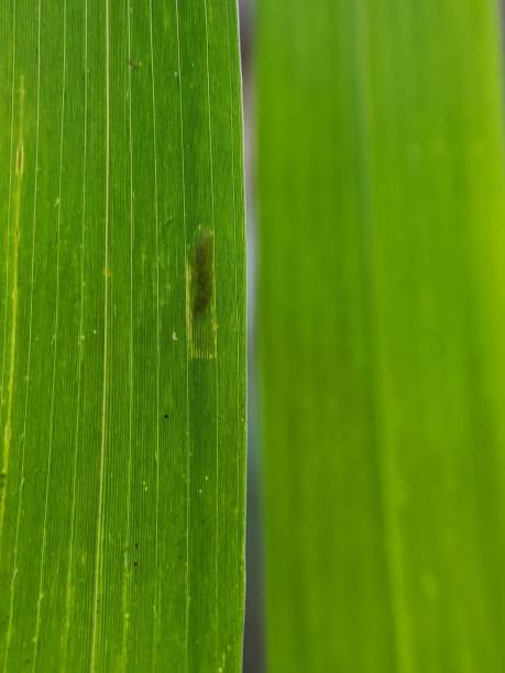 istock extreme macro photography green wild grass plant 1385658020