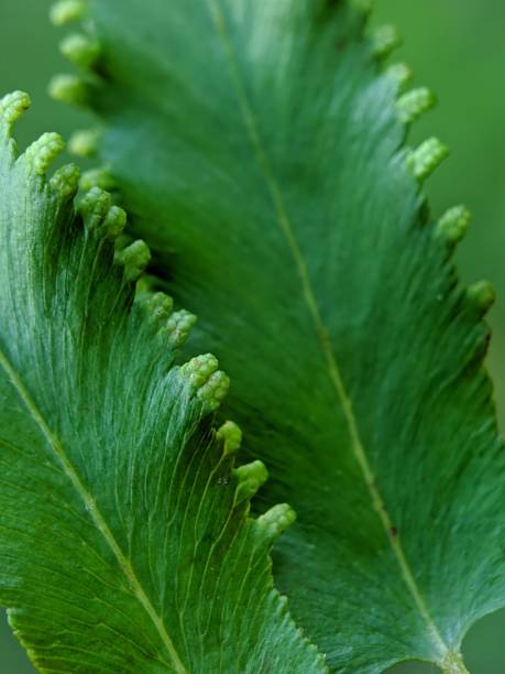 istock extreme macro photography green wild grass plant 1385658027