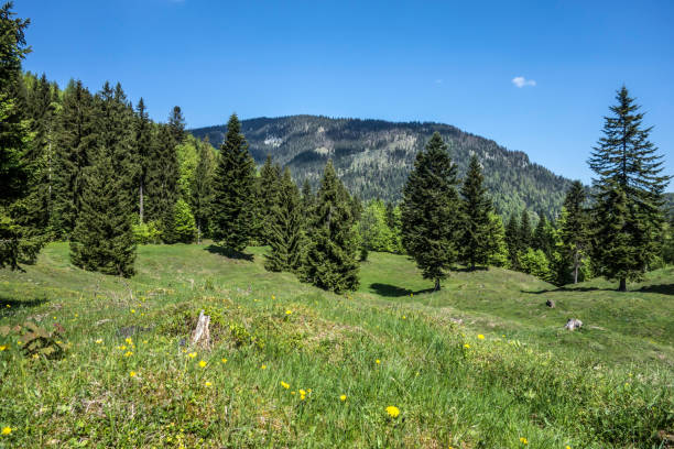 istock Summer in the Chiemgau Alps 1385662937