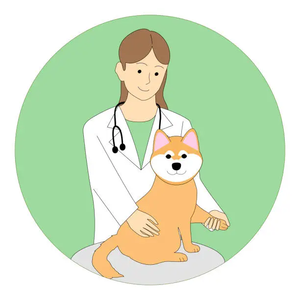 Vector illustration of A female Veterinarian examining a dog with white background