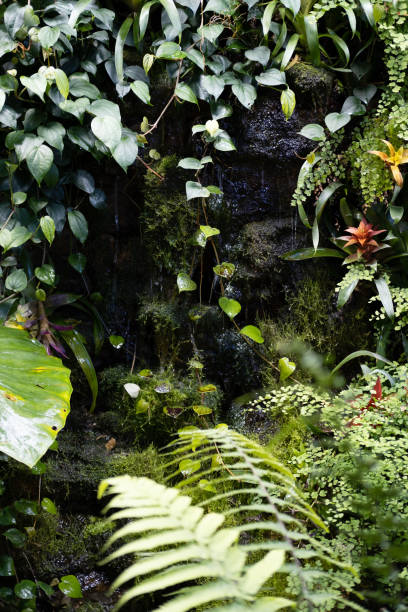istock A plot of rainforest with plants and a stream of water 1385663147
