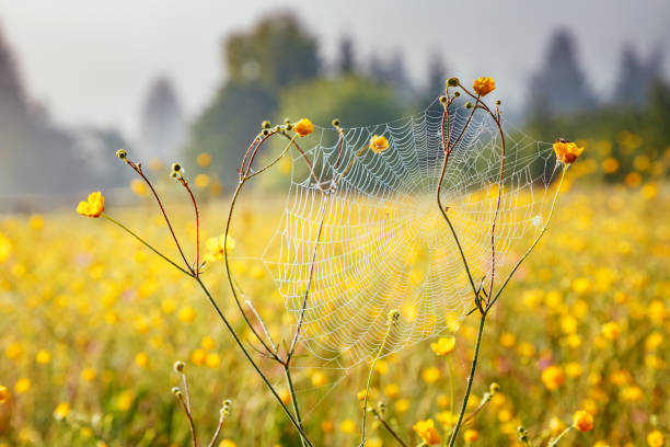Blooming grazing land in the morning light.
