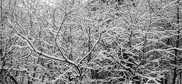 The day after a snowstorm in the Canadian forest in Quebec.