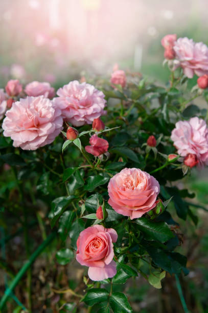 Bush of beautiful pink roses. Peony-shaped double rosebuds in the garden under the sun stock photo