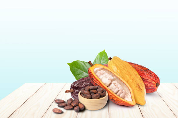 fresh cocoa fruit and dried cocoa bean stock photo
