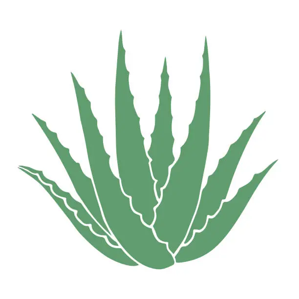 Vector illustration of Hand-drawn aloe vera plant