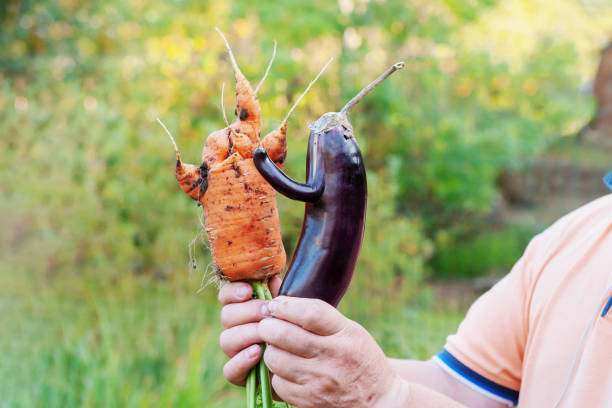 funny mutant eggplant and an unusually shaped carrot grew up in the garden. A man holds funny, deformed vegetables in his hands stock photo