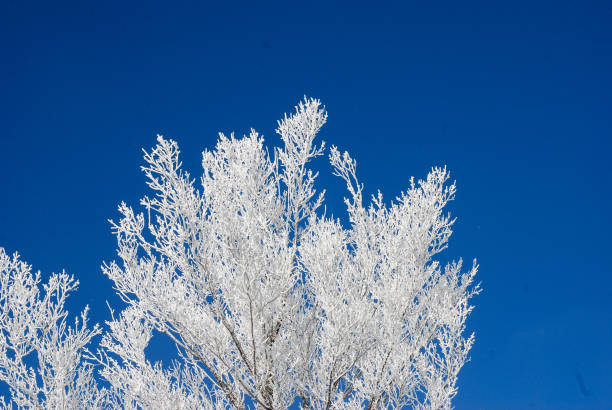 istock iced tree in Tezh Ler Lori Armenia 1385677672