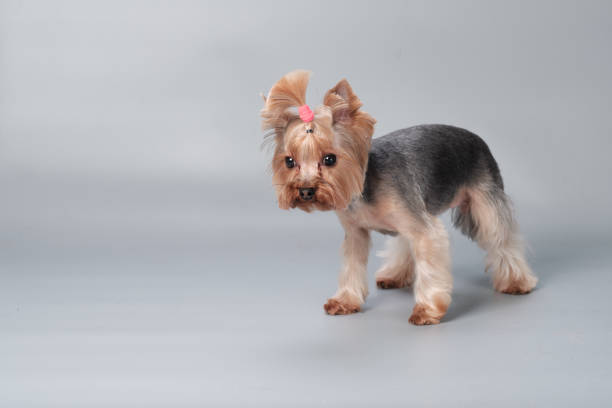 istock Yorkshire terrier in the studio on a gray background after grooming 1385677872