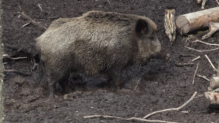 Free Boar Stock Video Footage 346 Free Downloads Free Boar Stock Video Footage 346 Free Downloads