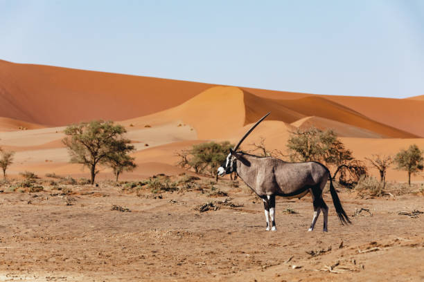 istock Dead Vlei landscape in Sossusvlei, Namibia Africa 1385680014