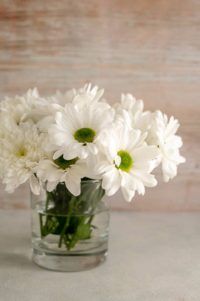 istock White chrysanthemum flower bouquet in vase. Spring composition with daisy flowers. Abstract rustic background. 1385680730