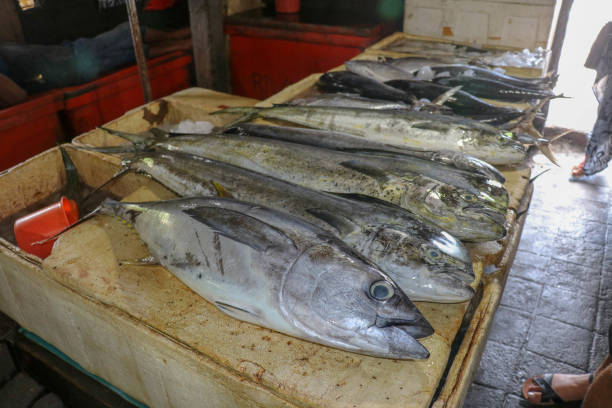 frischer fisch zu verkaufen. thunfisch und dorado delphinfisch auch bekannt als mahi-mahi oder coryphaena hippurusl auf der arbeitsplatte auf dem fischmarkt. pasar ikan kedonganan in jimbaran, bali, indonesien. - coryphaena stock-fotos und bilder