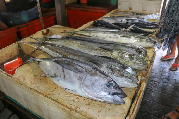 pescado fresco a la venta. atún y delfín dorado también conocido como mahi-mahi o coryphaena hippurusl en la encimera del mercado de pescado. pasar ikan kedonganan en jimbaran, bali, indonesia. - coryphaena fotografías e imágenes de stock